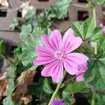 Malva sylvestrisBlodyn