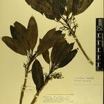 Daphniphyllum himalense Nyingine