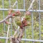 Crataegus azarolus Blatt