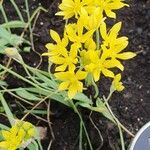 Allium moly Flors