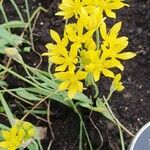 Allium moly Flower