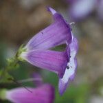 Penstemon hartwegii Fiore