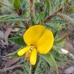 Pultenaea villifera Flower