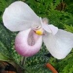 Paphiopedilum delenatii പുഷ്പം