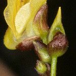 Utricularia minor Kukka