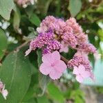 Hydrangea sargentianaফুল