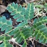 Arachniodes simplicior Leaf