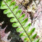 Melpomene flabelliformis Leaf