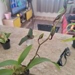 Oncidium baueri Çiçek