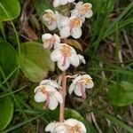 Pyrola rotundifolia Květ