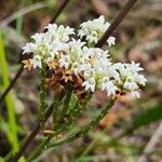 Conospermum longifolium Flor