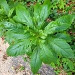 Erechtites hieraciifolius Leaf