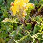 Pedicularis oederi Květ