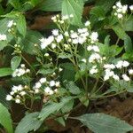 Ageratina riparia Flor