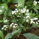 Ageratina riparia Blomma