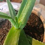 Aloe vera 叶