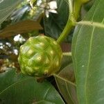 Morinda citrifolia Frugt