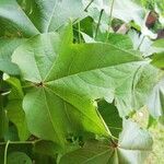 Gossypium hirsutum Leaf