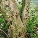 Commiphora baluensis Escorça