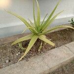 Aloe vera Листок