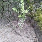 Lepidium densiflorum Costuma