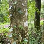Hedera hibernica 樹皮