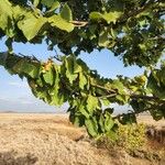 Vangueria madagascariensis 叶