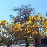 Handroanthus albus Flower