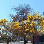 Handroanthus albus Flors