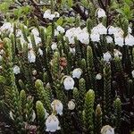 Cassiope mertensiana ശീലം