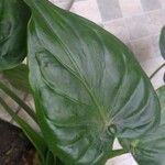 Alocasia cucullata Φύλλο