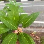 Cinnamomum burmanni Blad