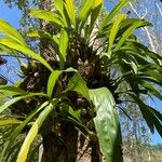 Coelogyne pallida Blad