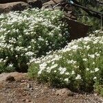 Argyranthemum adauctum Habit