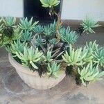 Dudleya edulis Yaprak