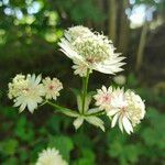 Astrantia majorപുഷ്പം