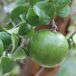 Strychnos spinosa Frucht