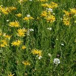 Senecio clarkianus