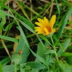 Calendula arvensisFlower