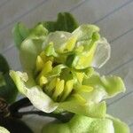 Passiflora biflora 花