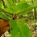 Morisonia indica Leaf