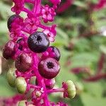 Phytolacca americana Frucht