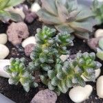 Sedum furfuraceum Лист