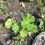 Malva parviflora Blatt