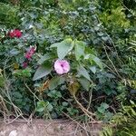 Ipomoea carnea Habit