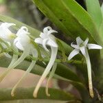 Cyrtorchis ringens Flower