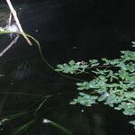 Callitriche brutia Likasa