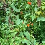 Ipomoea rubriflora Hábito