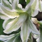 Ornithogalum boucheanum Λουλούδι