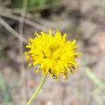 Thelesperma megapotamicum Lorea